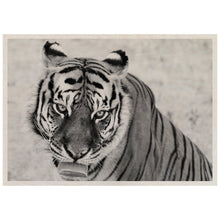 Load image into Gallery viewer, Wild Animal Sanctuary Tiger