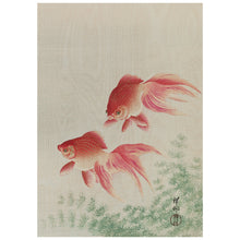 Load image into Gallery viewer, Two Veil Goldfish