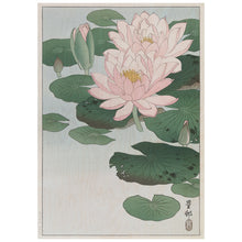 Load image into Gallery viewer, Water Lily