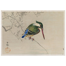 Load image into Gallery viewer, A Kingfisher