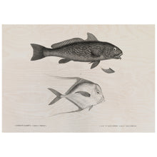 Load image into Gallery viewer, Vintage Fish Print