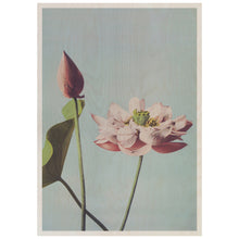 Load image into Gallery viewer, Photomechanical Prints Of Lotus Flowers
