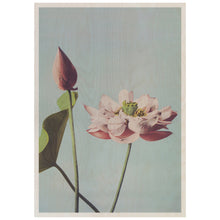 Load image into Gallery viewer, Photomechanical Prints Of Lotus Flowers