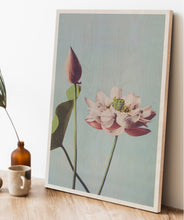 Load image into Gallery viewer, Photomechanical Prints Of Lotus Flowers