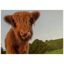 Load image into Gallery viewer, Angus Cow
