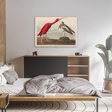 Load image into Gallery viewer, Scarlet Ibis