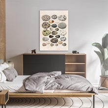 Load image into Gallery viewer, Colection Of Birds Eggs