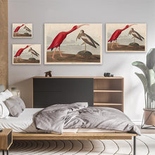 Load image into Gallery viewer, Scarlet Ibis