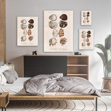 Load image into Gallery viewer, Vintage Shell Illustration