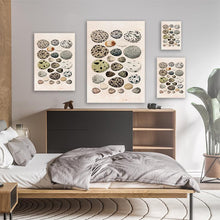 Load image into Gallery viewer, Colection Of Birds Eggs