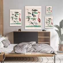 Load image into Gallery viewer, Vintage Colection Of Birds