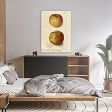 Load image into Gallery viewer, Mouldy Apples