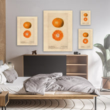 Load image into Gallery viewer, Oranges