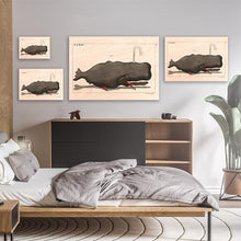 Load image into Gallery viewer, Funny Sperm Whale