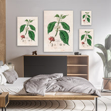 Load image into Gallery viewer, Coffee Arabica Illustration