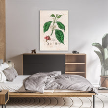 Load image into Gallery viewer, Coffee Arabica Illustration