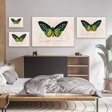 Load image into Gallery viewer, Green Birdwing