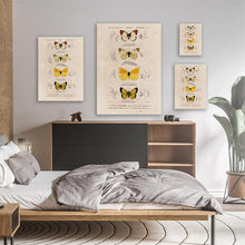 Load image into Gallery viewer, Different Types Of Butterfly