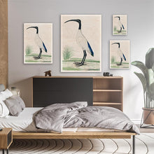 Load image into Gallery viewer, African Sacred Ibis