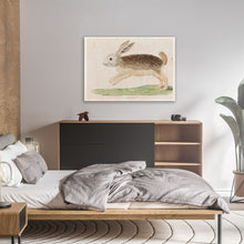 Load image into Gallery viewer, Karoo Hare