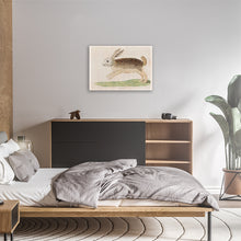 Load image into Gallery viewer, Karoo Hare