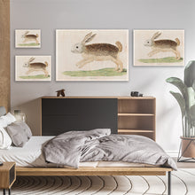 Load image into Gallery viewer, Karoo Hare