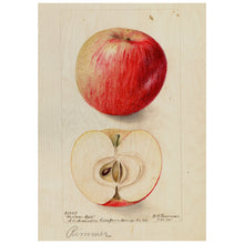 Load image into Gallery viewer, Apples