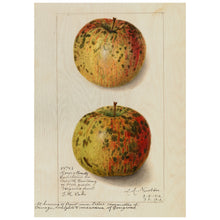 Load image into Gallery viewer, Mouldy Apples