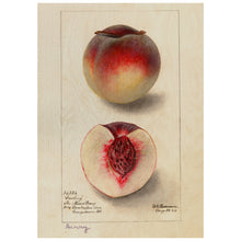 Load image into Gallery viewer, Peaches