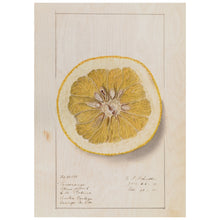 Load image into Gallery viewer, Pomerange Citrus Hybrid