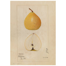 Load image into Gallery viewer, Asian Pear