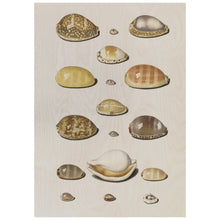 Load image into Gallery viewer, Coloured Sea Shell Illustration
