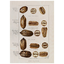 Load image into Gallery viewer, Pecans Illustration

