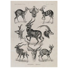 Load image into Gallery viewer, Vintage Antelope Illustration
