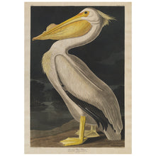 Load image into Gallery viewer, Pelican
