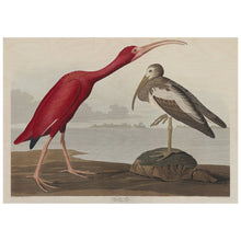 Load image into Gallery viewer, Scarlet Ibis
