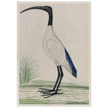 Load image into Gallery viewer, African Sacred Ibis
