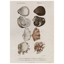 Load image into Gallery viewer, Vintage Shell Illustration
