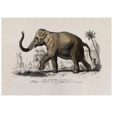 Load image into Gallery viewer, Asian Elephant Illustration
