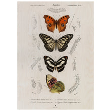 Load image into Gallery viewer, Collection Of Butterflies
