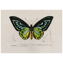 Load image into Gallery viewer, Green Birdwing
