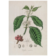 Load image into Gallery viewer, Coffee Arabica Illustration
