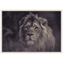 Load image into Gallery viewer, Majestic Lion in the wild
