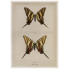 Load image into Gallery viewer, Moths &amp; Butterflies
