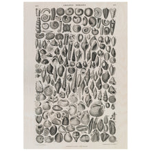 Load image into Gallery viewer, Black And White Vintage Shells
