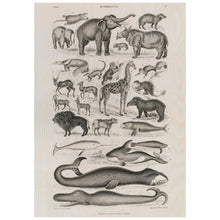 Load image into Gallery viewer, Vintage Animal Print
