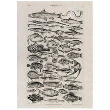 Load image into Gallery viewer, Vintage Fish Poster
