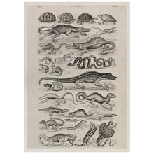 Load image into Gallery viewer, Vintage Illustration of Reptiles
