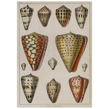Load image into Gallery viewer, Coloured Illustration of Shells
