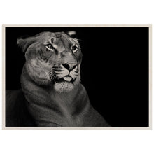 Load image into Gallery viewer, Hercules The Liger
